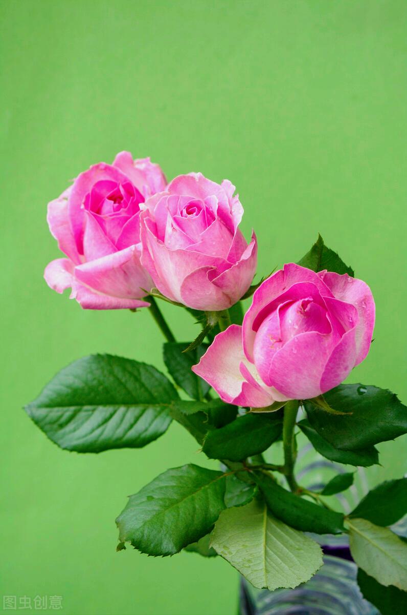 一花一深爱，花海美蓝天，花艳醉*光春**，花笑荡柔情，人间如仙境