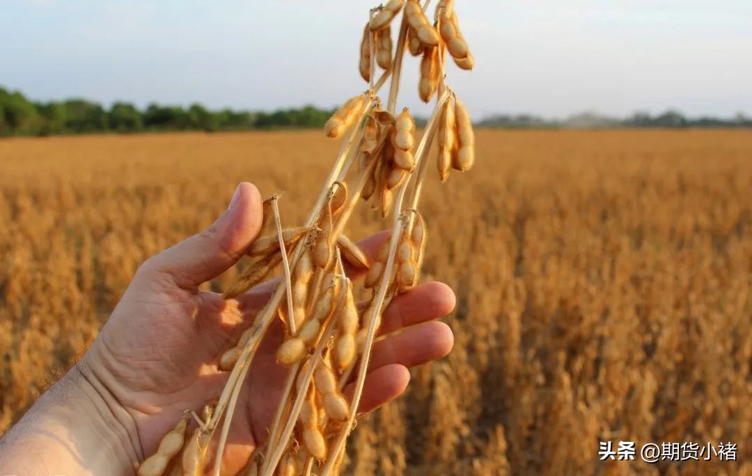 大豆到港分销价格,大豆到港量对豆油和豆粕的影响