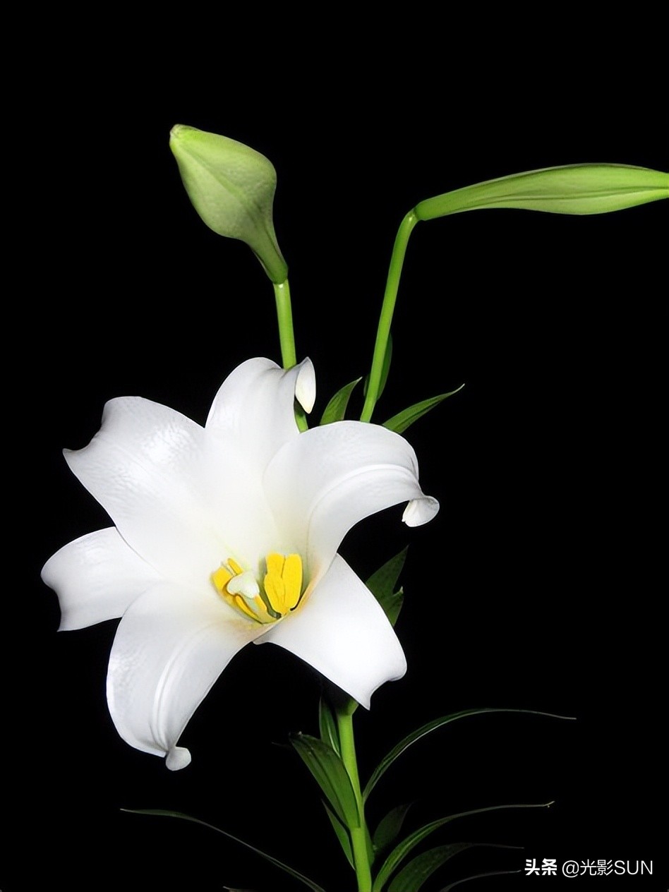 百合花的花语文案爆款,百合花的花语和传说