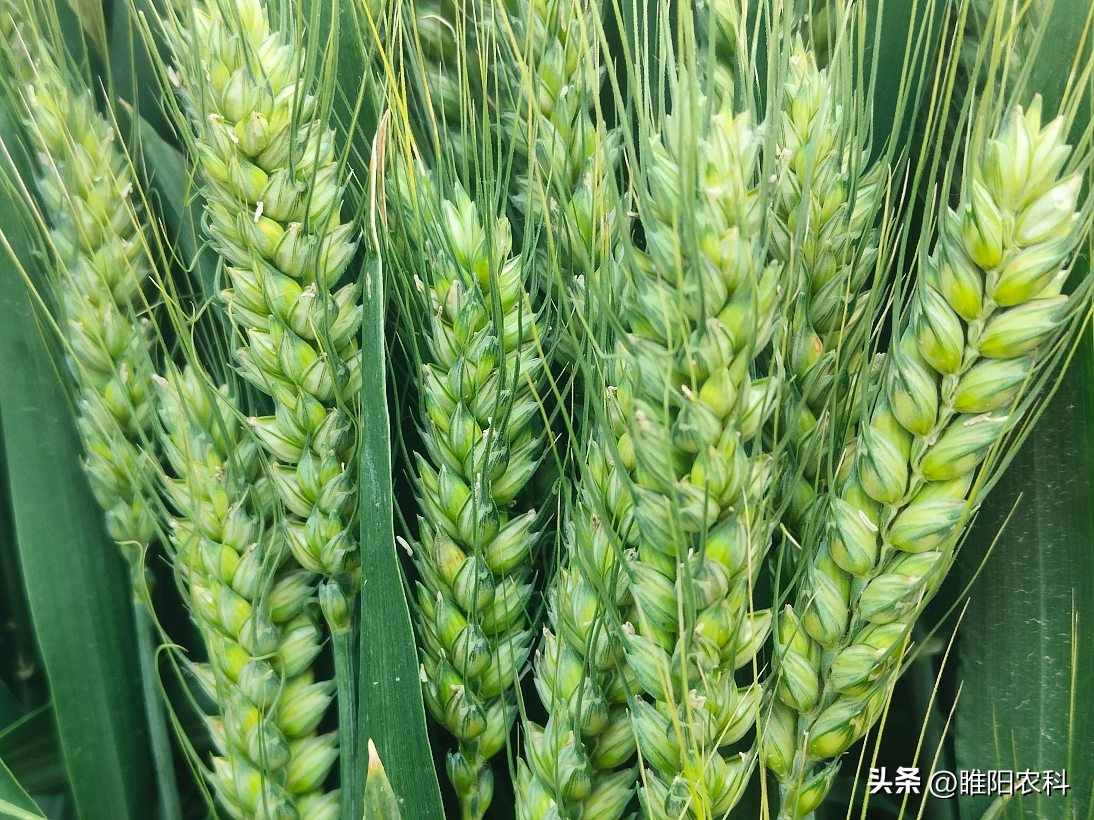 今年哪个小麦品种好,今年哪个小麦种最好