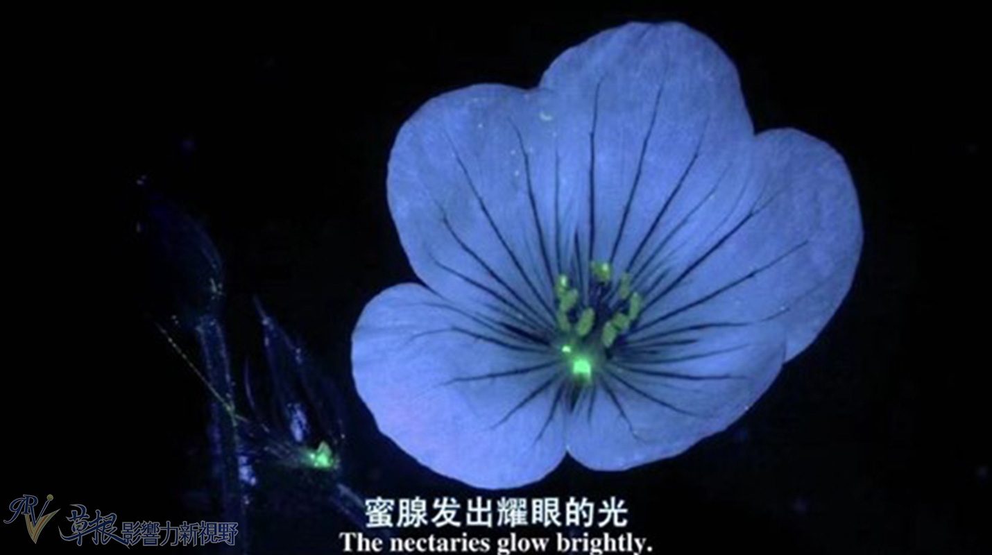 植物比动物厉害,动植物的繁衍方式