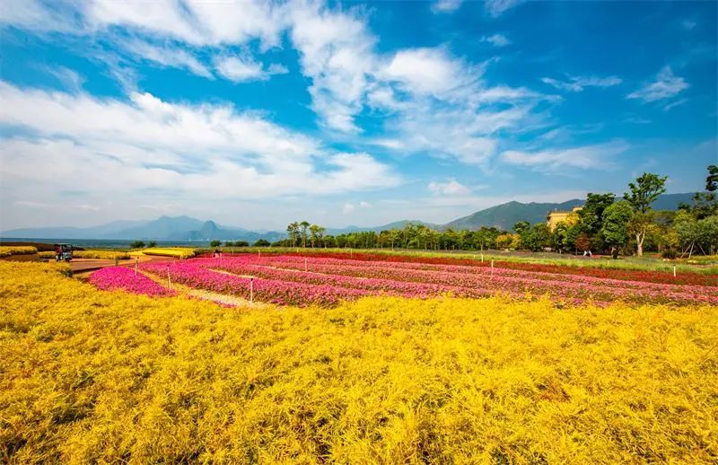 澄江花海美景,云南各种争奇斗艳的花海