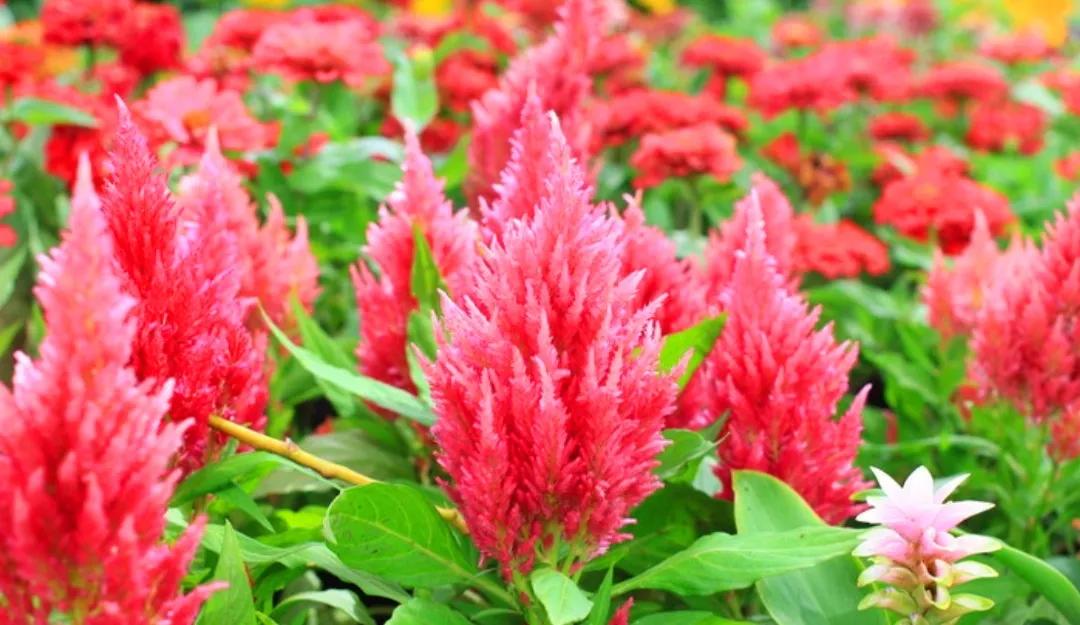 什么是“颜色情人”||今天才明白。色盲人请远离，避免迷惑双眼！