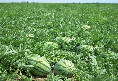 关于暴雨的经历,有关暴雨的感慨
