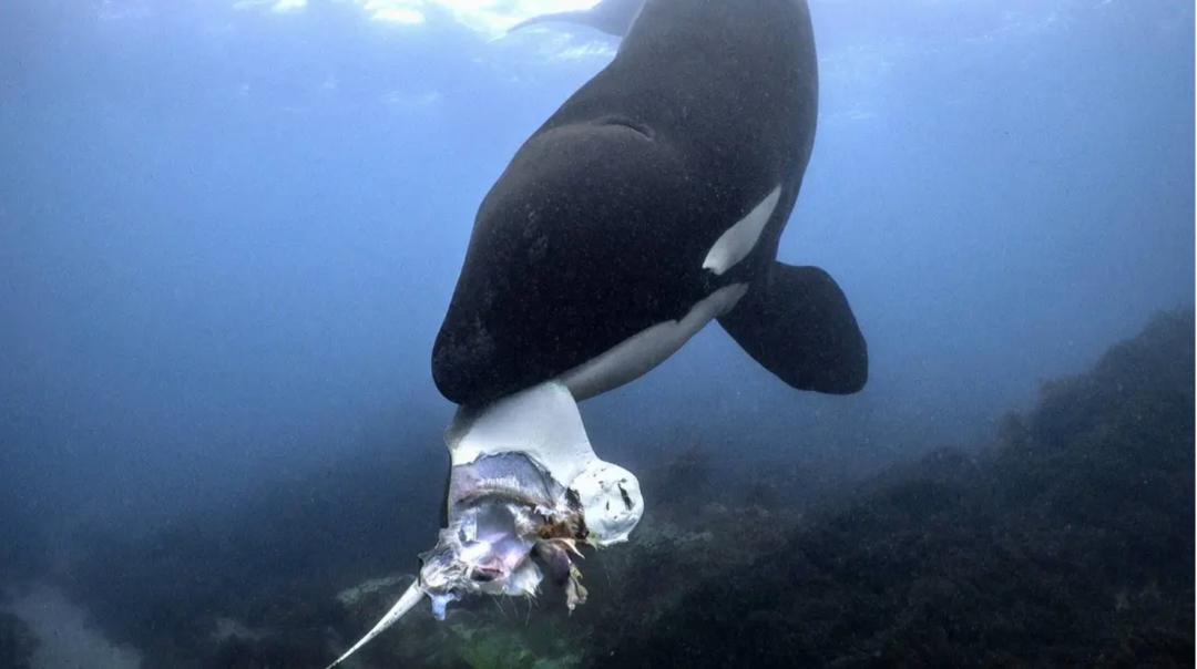 豆瓣排名第五摄人心魄的好片,豆瓣8.6分今年看过最良心的电影