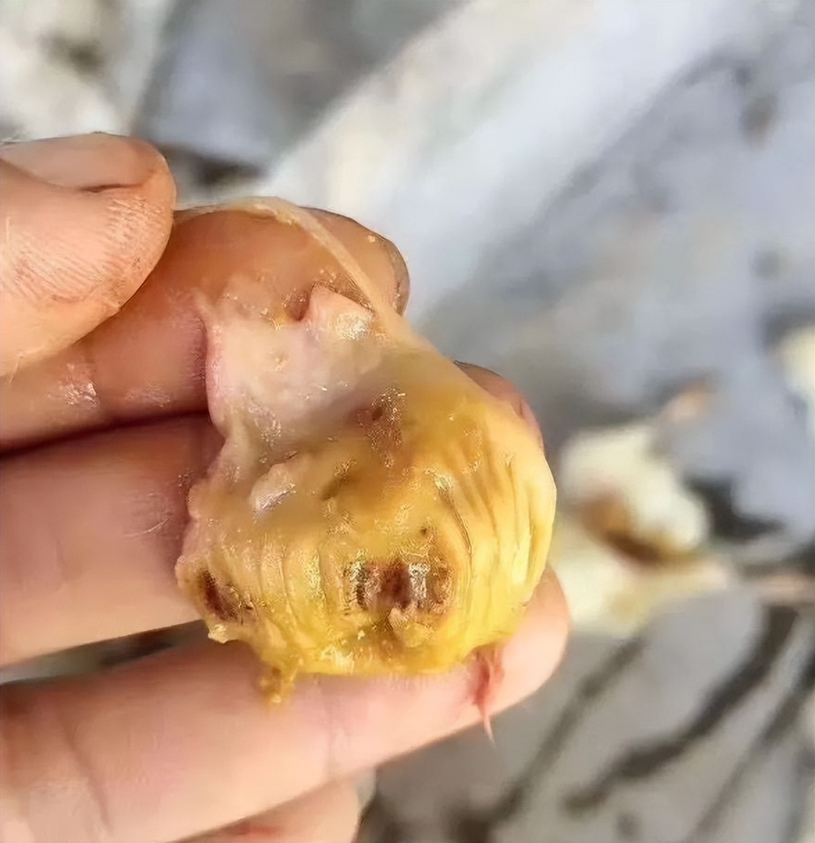 肉鸡腺胃炎喝青霉素行吗,治疗肉鸡腺胃炎中药配方