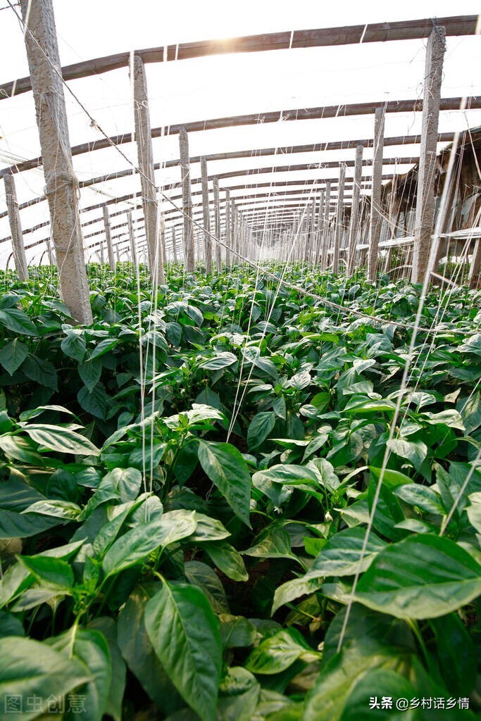 蔬菜有虫子要什么药打,蔬菜不打农药防治虫害最好的方法