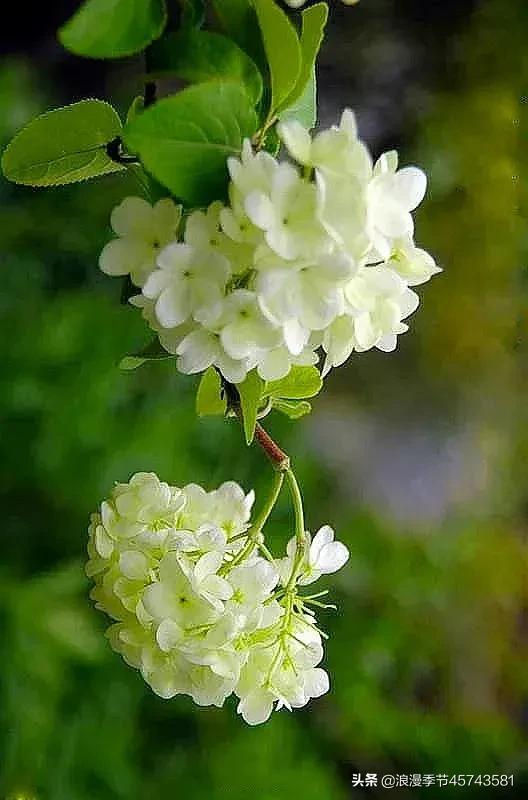 渴望的春天经典散文,藏在春天里的梦散文精选