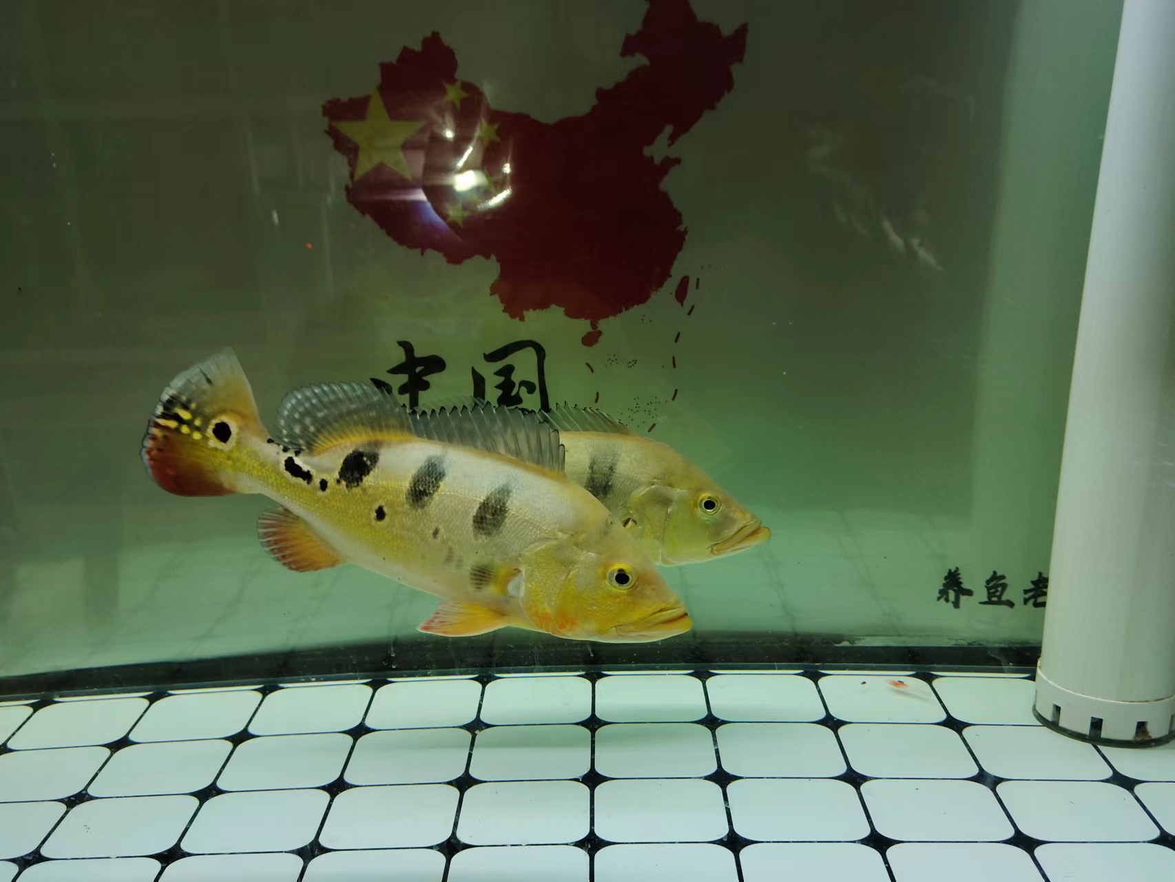 观赏鱼被压制怎么办,小型观赏鱼的正确方法和注意事项