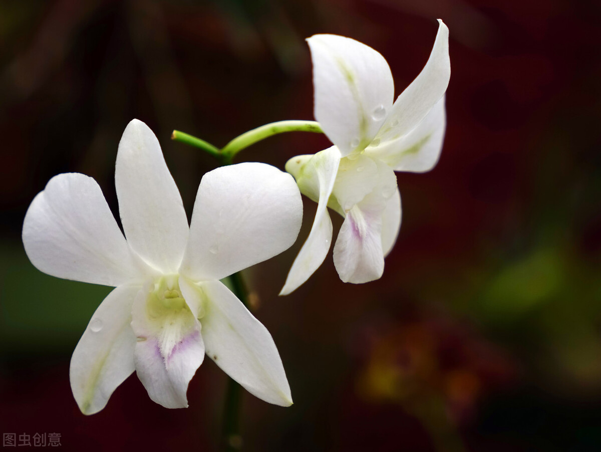 大智若愚是人生的境界是什么意思,大智若愚是境界难得糊涂乃人生