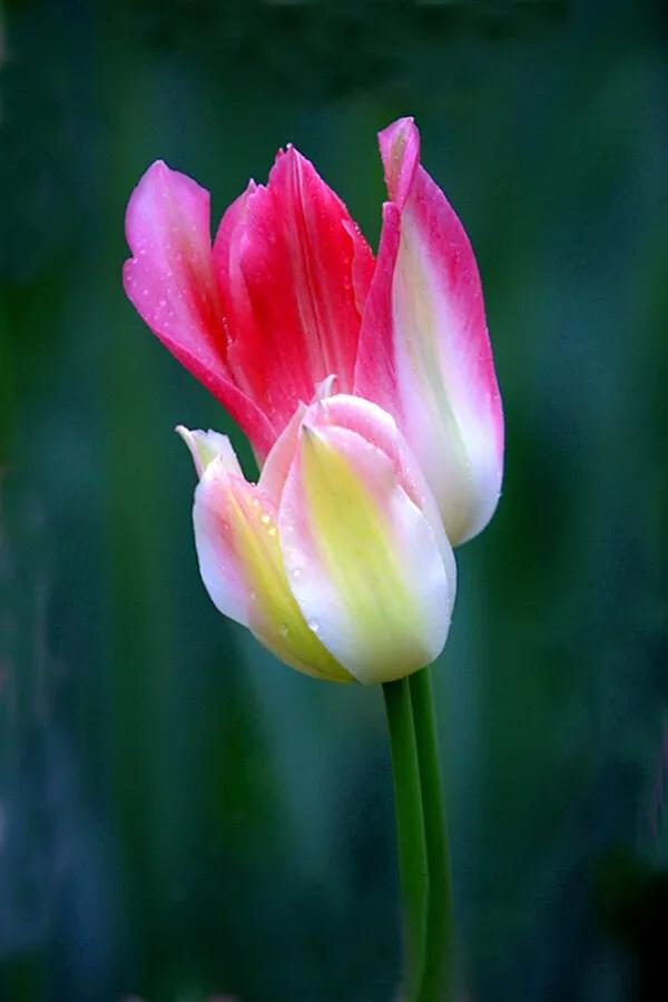 白色郁金香图片大全,郁金香图片大全大图唯美