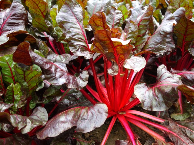 罗汉竹盆景,罗汉竹