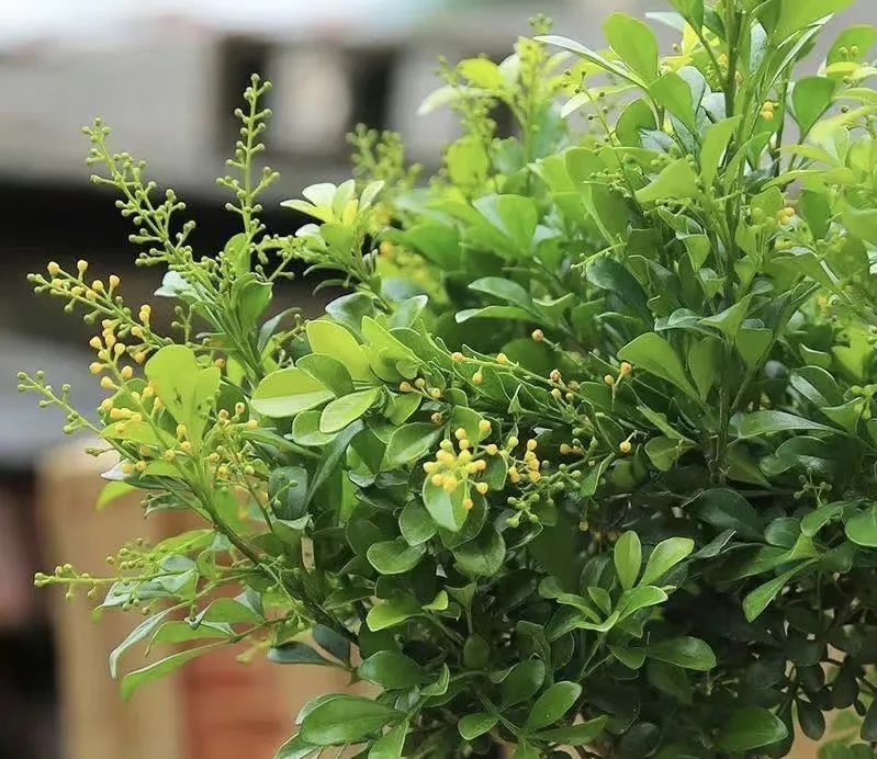 5种“爱喝醋”，6月一杯醋，黄叶不见了，开花一整年！