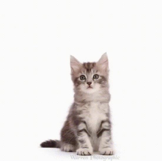 救命！猫咪太黏我了怎么办？