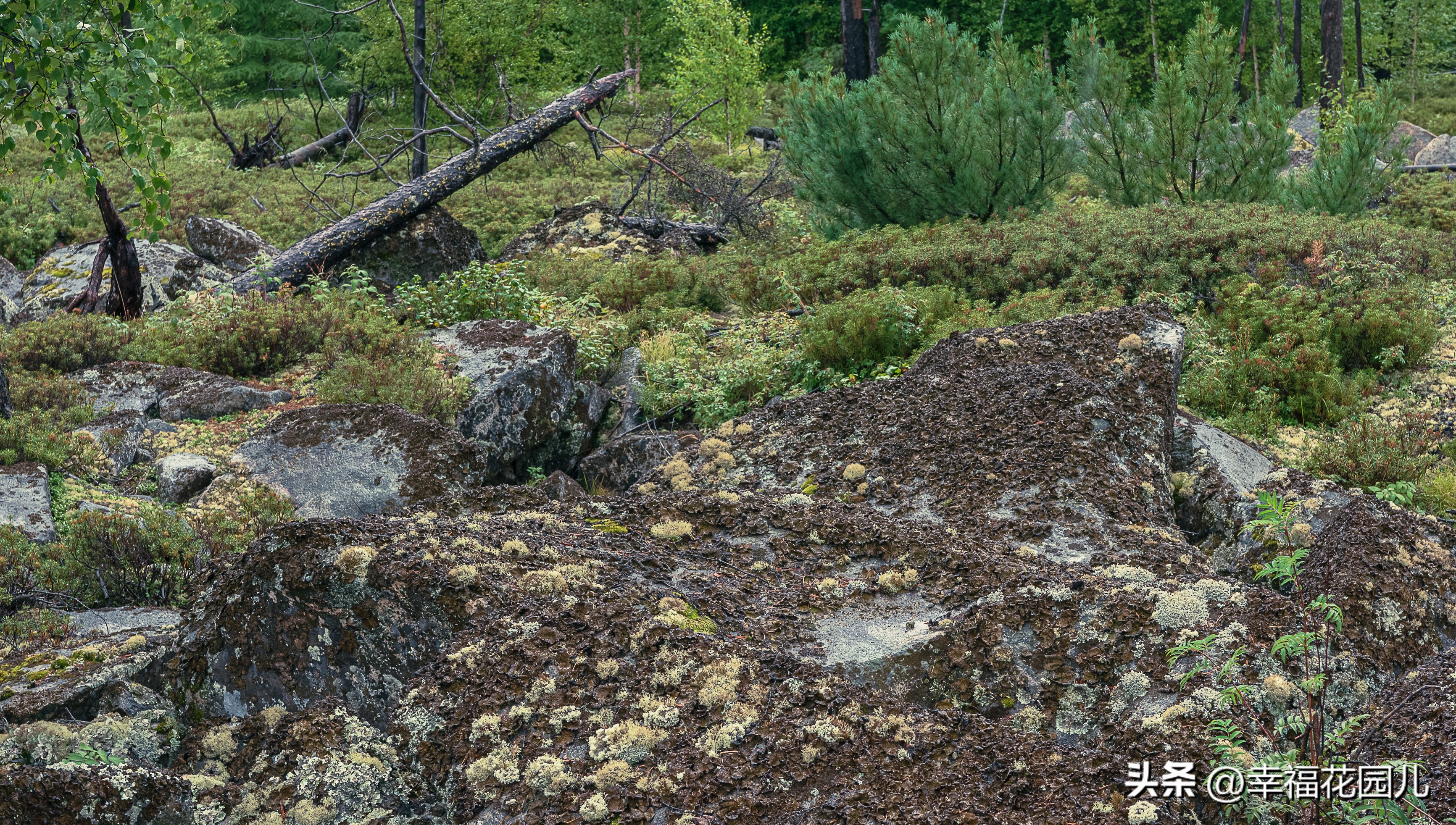 寻北之旅长白山,漠河地质公园
