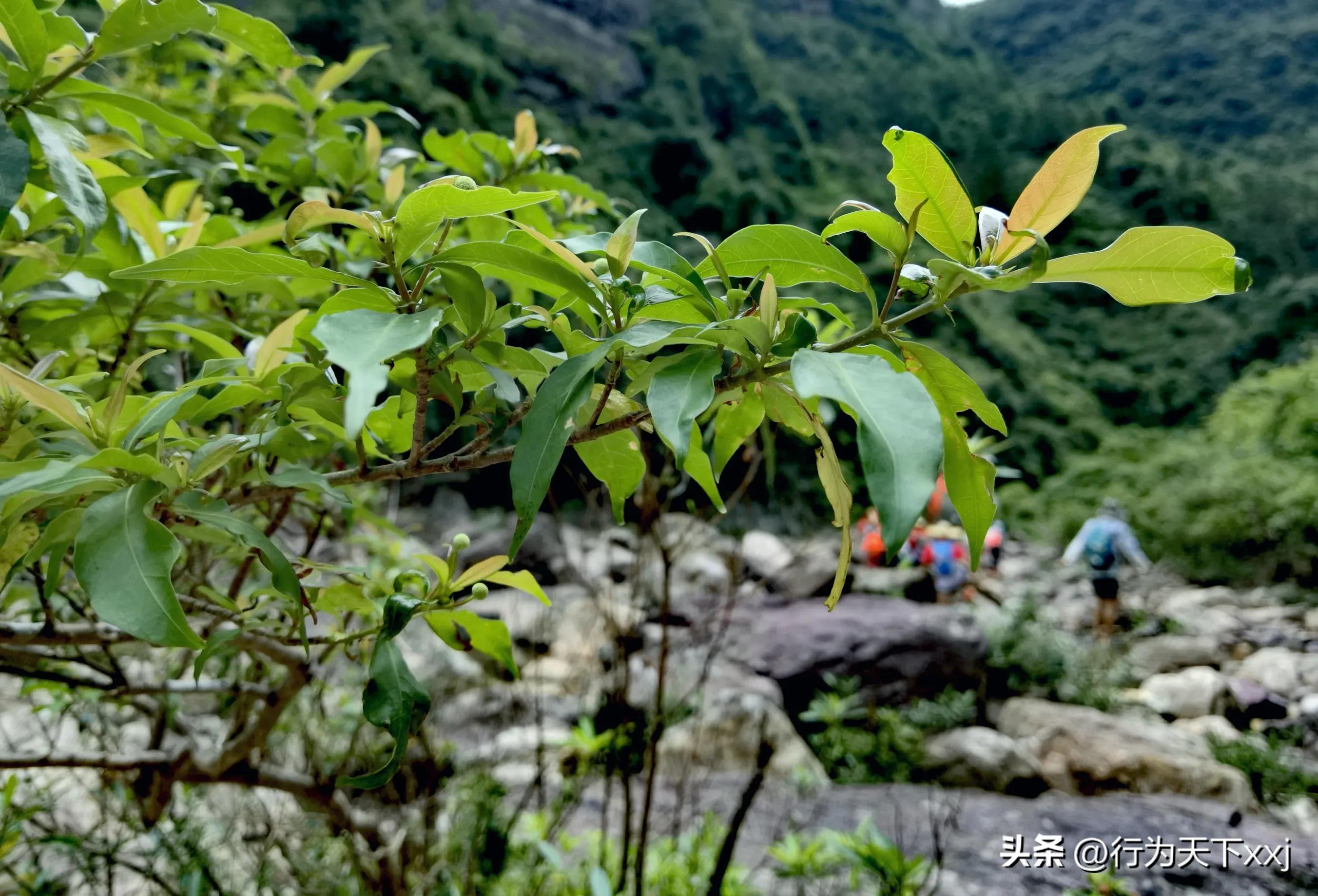 避暑天堂惹人醉完整版,避暑胜地康养天堂