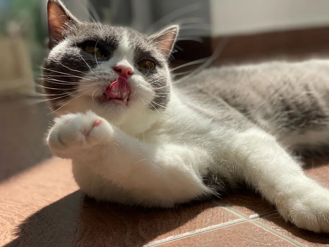 毛毛宠城堡新宠:登登|写给我的小猫咪