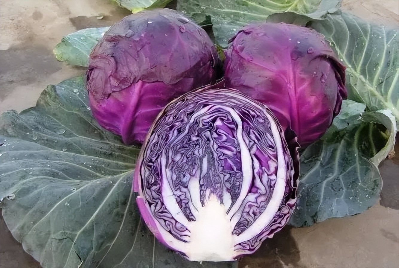 浙江人常吃的蔬菜有哪些,幼儿园常吃的蔬菜有哪些