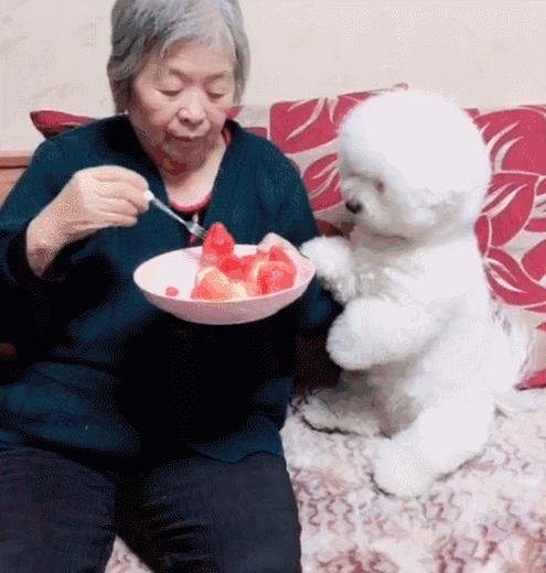 粘人的比熊小奶狗品种名字,十大最省心狗排名比熊