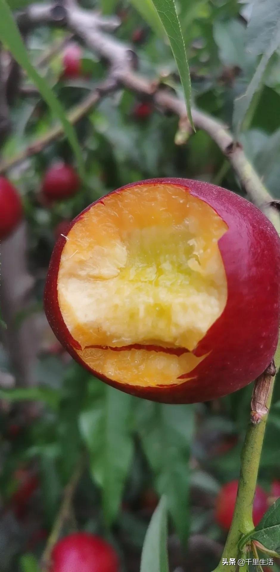 现摘正宗山东蒙阴脆甜黄油桃,山东蒙阴蜜桃之乡的桃子上市啦