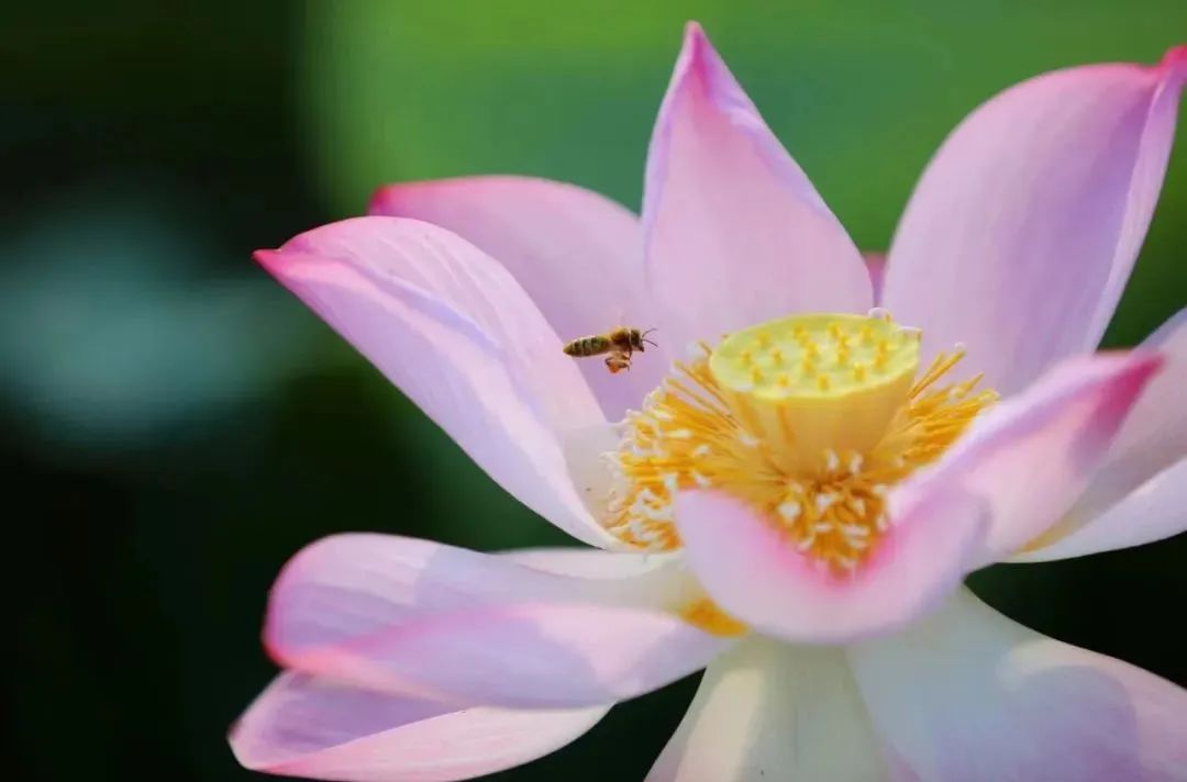 全球学子嘉游赣|上饶的第一波荷花开了，让我们一起步入飘满荷香的夏天！