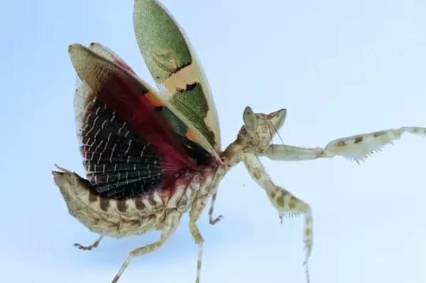 螳螂吃掉自己丈夫的头,螳螂为什么吃掉配偶螳螂吃蛇