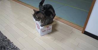 猫咪的4个特点养猫的朋友们须知 (猫咪小知识养猫更放心)