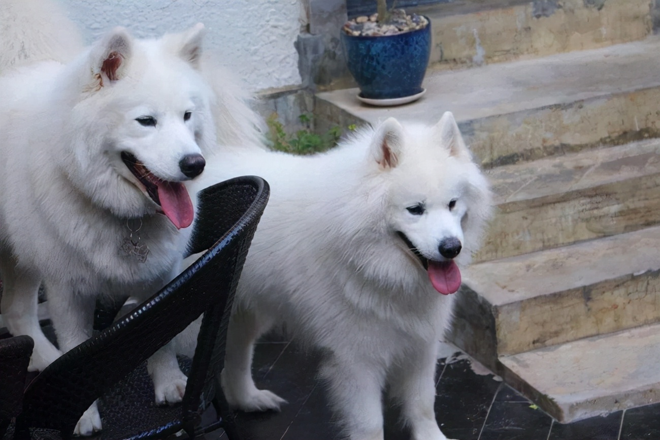 萨摩耶犬不吃饭怎么回事,萨摩耶不怎么吃怎么办