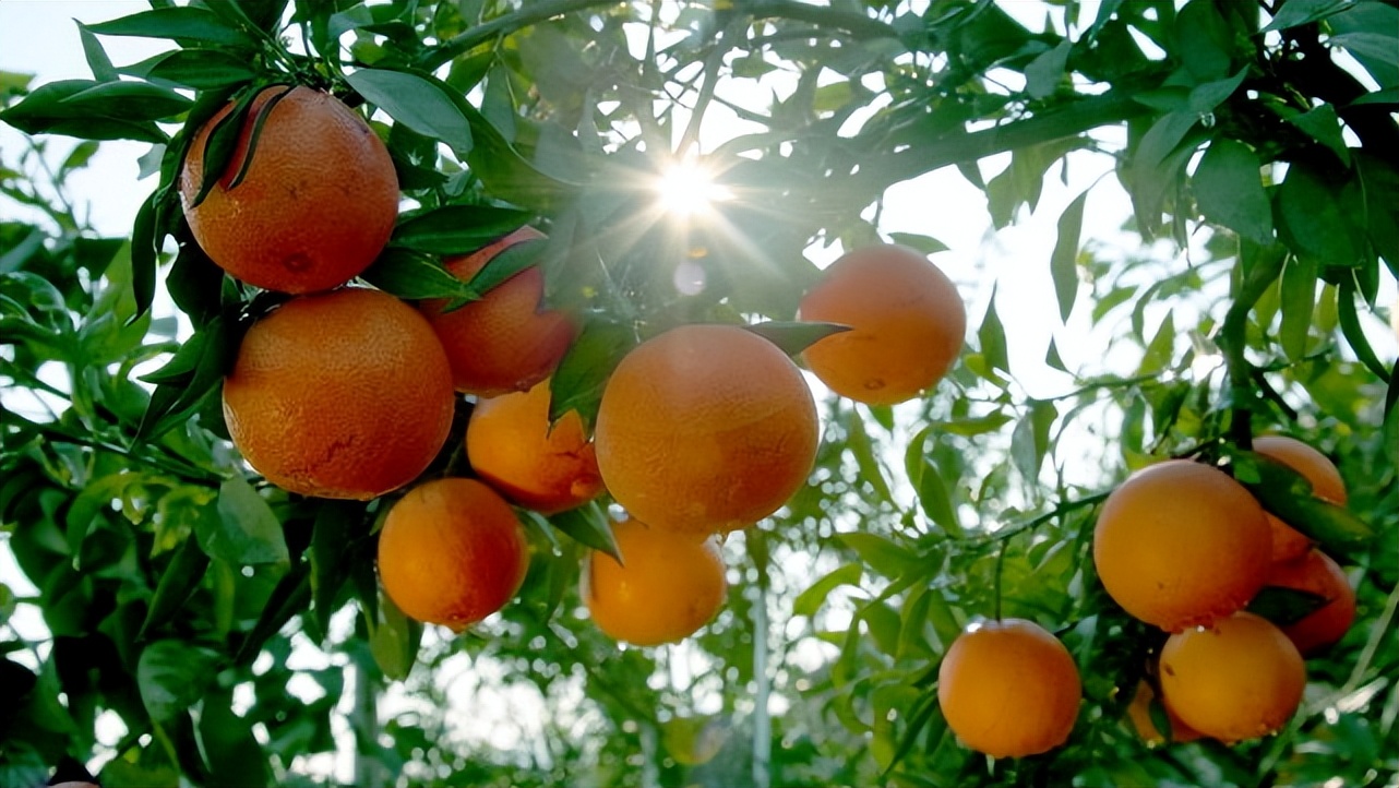 湖北宝藏旅游景点,湖北的宝藏旅行地恩施