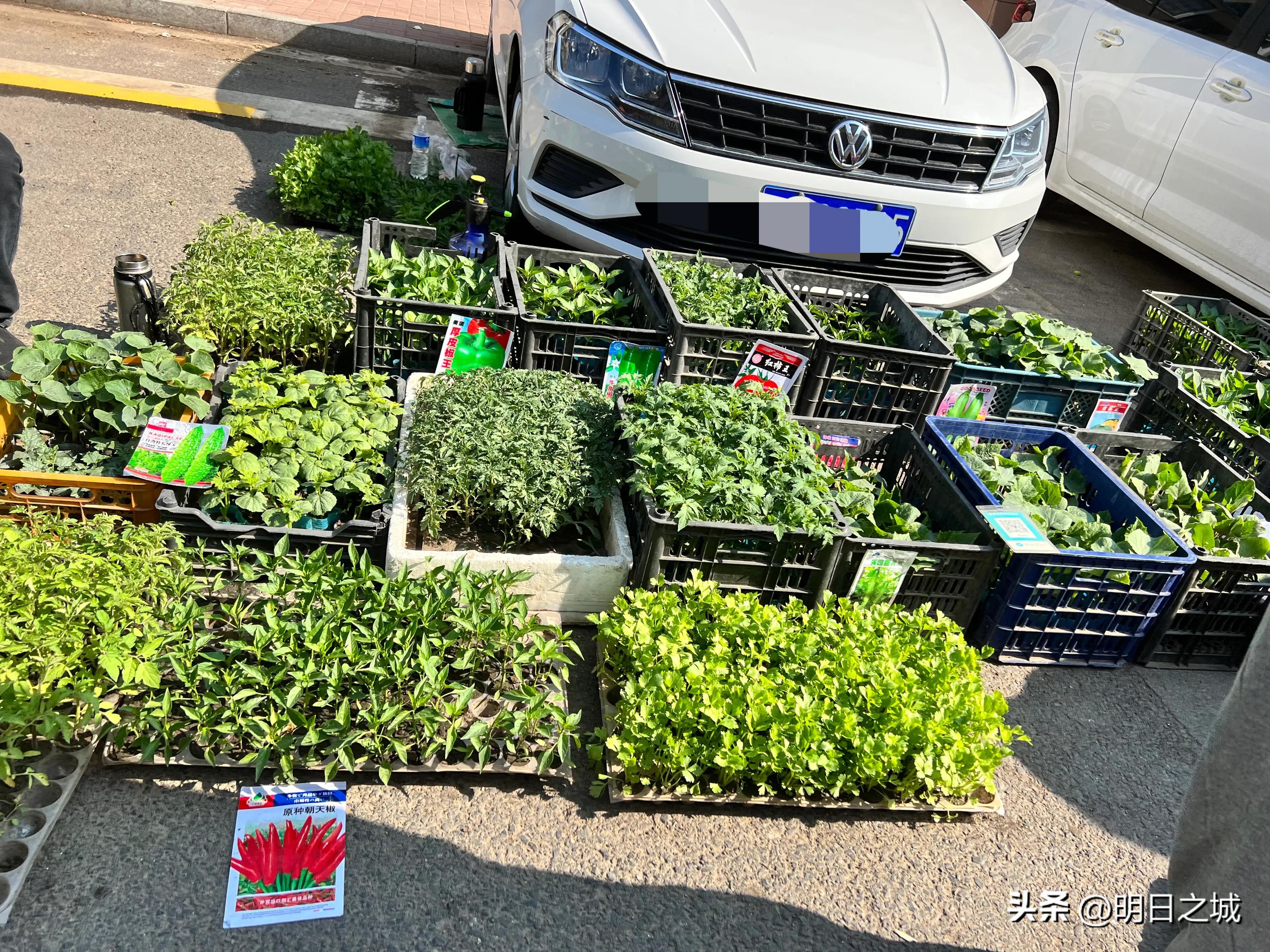 香肠、薯片、爆米花！长春这早市咋这么多现场制作？排队买，真香