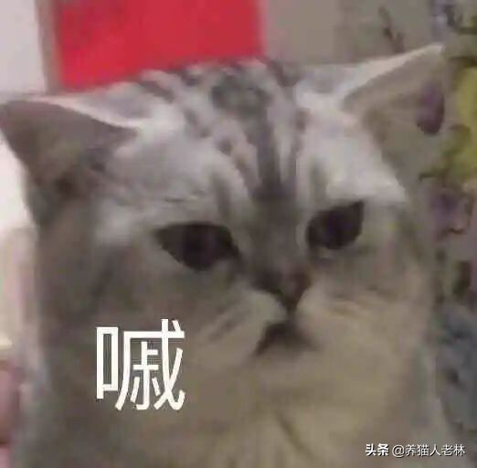 俄罗斯猫被制裁狗的反应,制裁俄罗斯猫什么意思