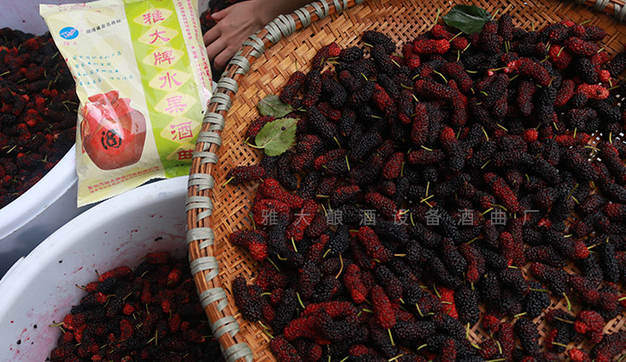 酒厂桑葚酒酿造工艺流程,山江酒业酿酒设备生产和技术培训