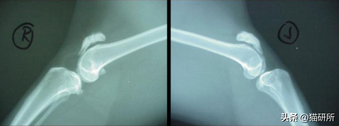 猫咪的腿瘸了可以用什么方法治疗,猫咪没有受伤但是瘸吃什么药