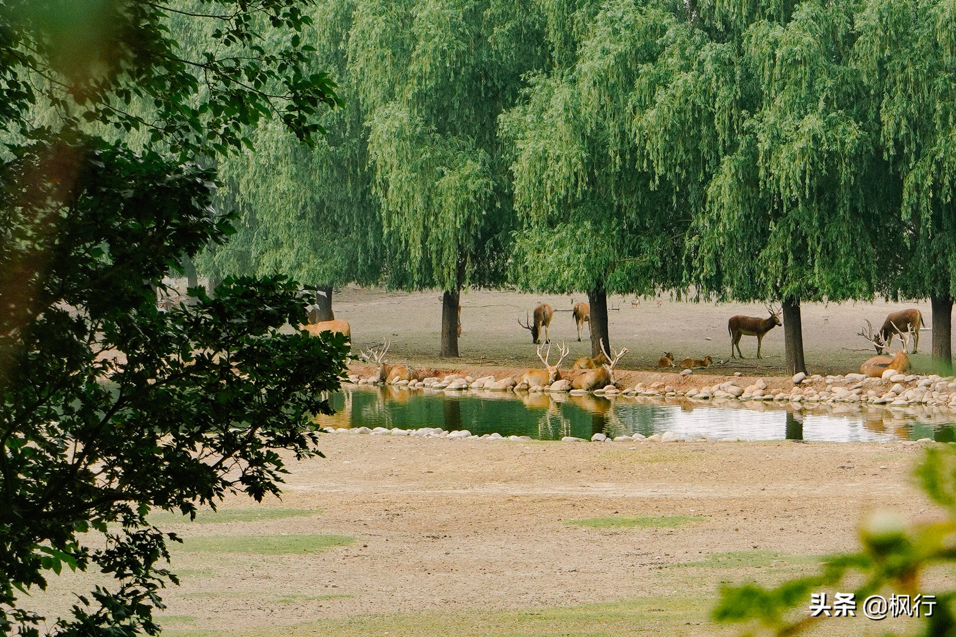 南海公园奈良小麋鹿,奈良小鹿公园麋鹿