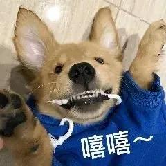 狗狗拉稀是什么原因该如何处理,狗狗拉稀怎么办教你立刻治疗