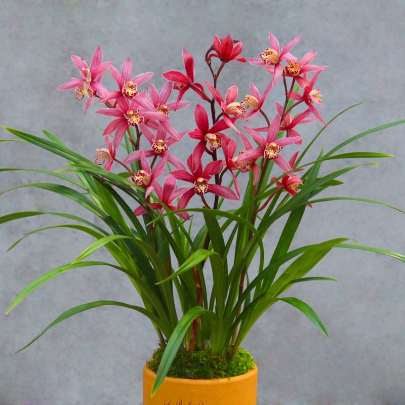 20种吉祥的花,20种年宵花高端又大气