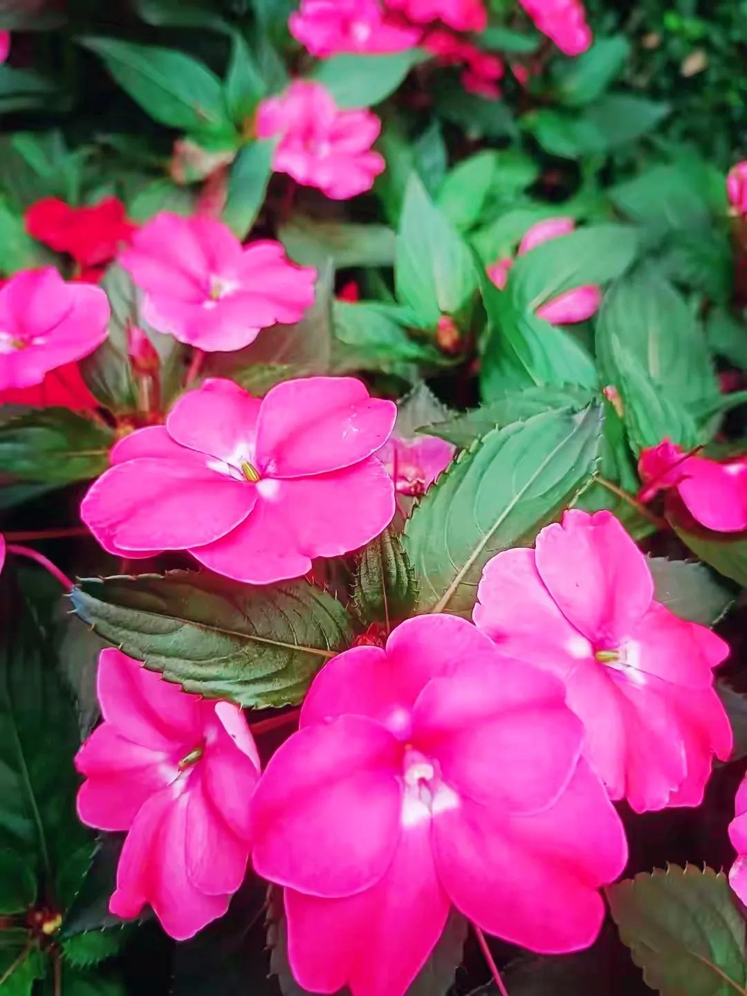 美丽五颜六色的凤仙花,七月最美的花景视频素材