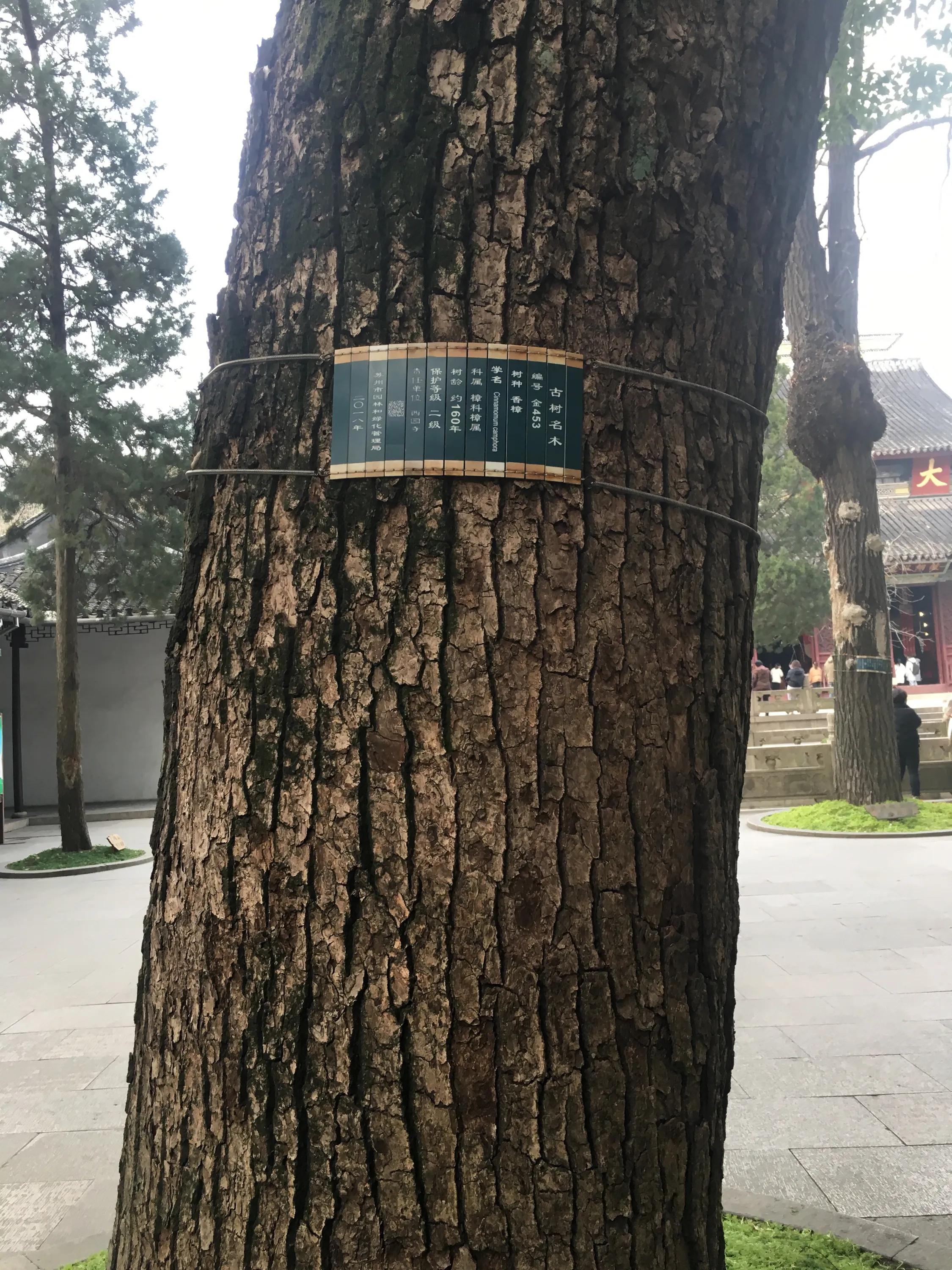 苏州西园寺猫咪图片高清,别样苏州