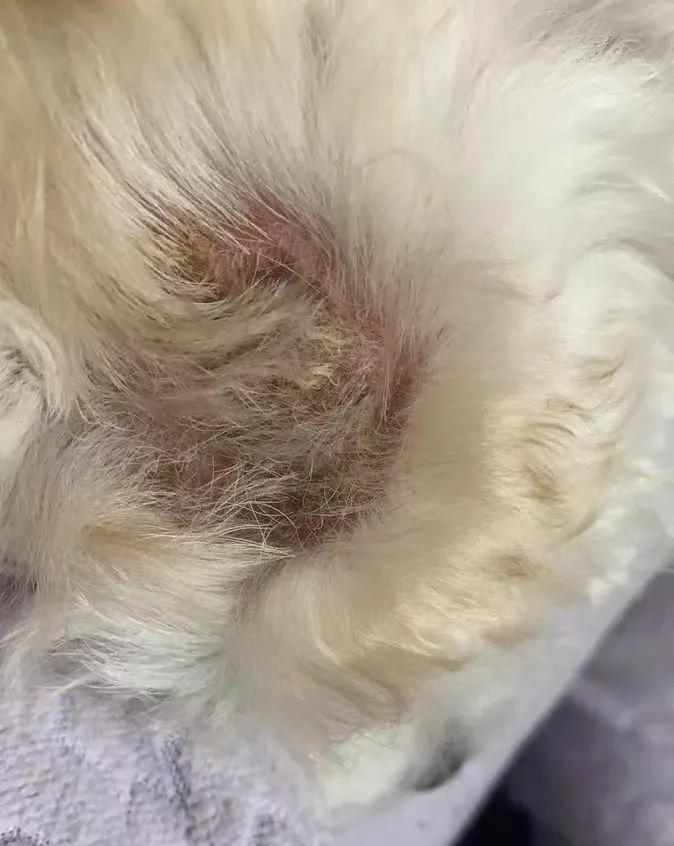 如何治疗狗皮肤病最有效,治狗皮肤病最好偏方