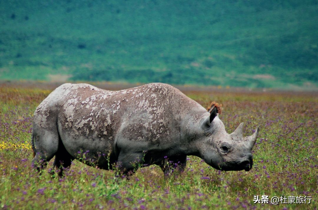 跟随“中国狮子王”，到坦桑看绝色非洲