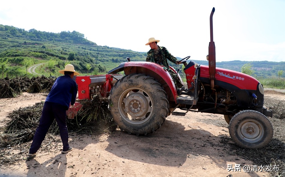 松树林致富产业,松树加工致富项目
