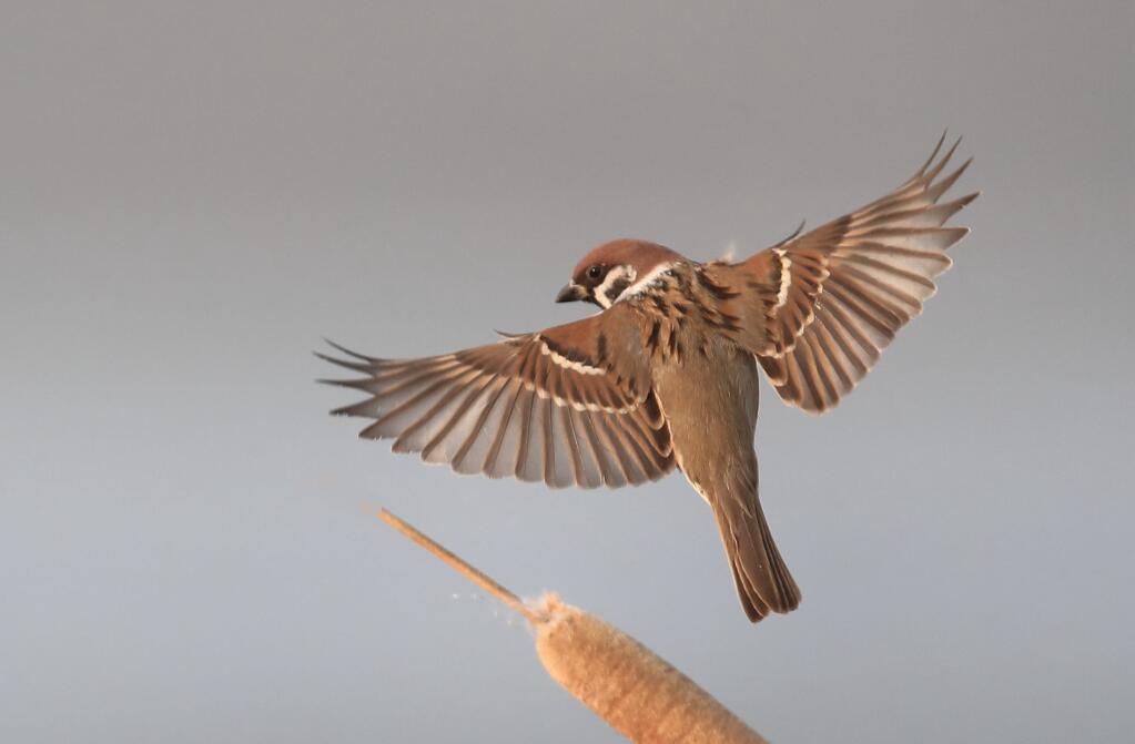 为什么抓到的麻雀，怎么养都养不活?原因终于找到了