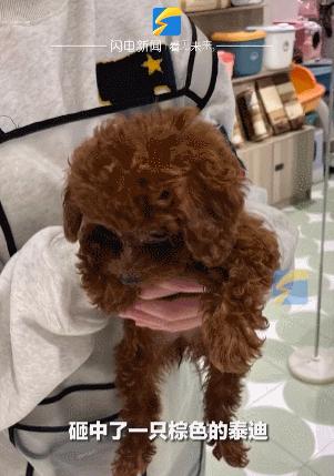 猫拉粑粑拉不出来不吃东西,猫老是叫还到处拉尿怎么办