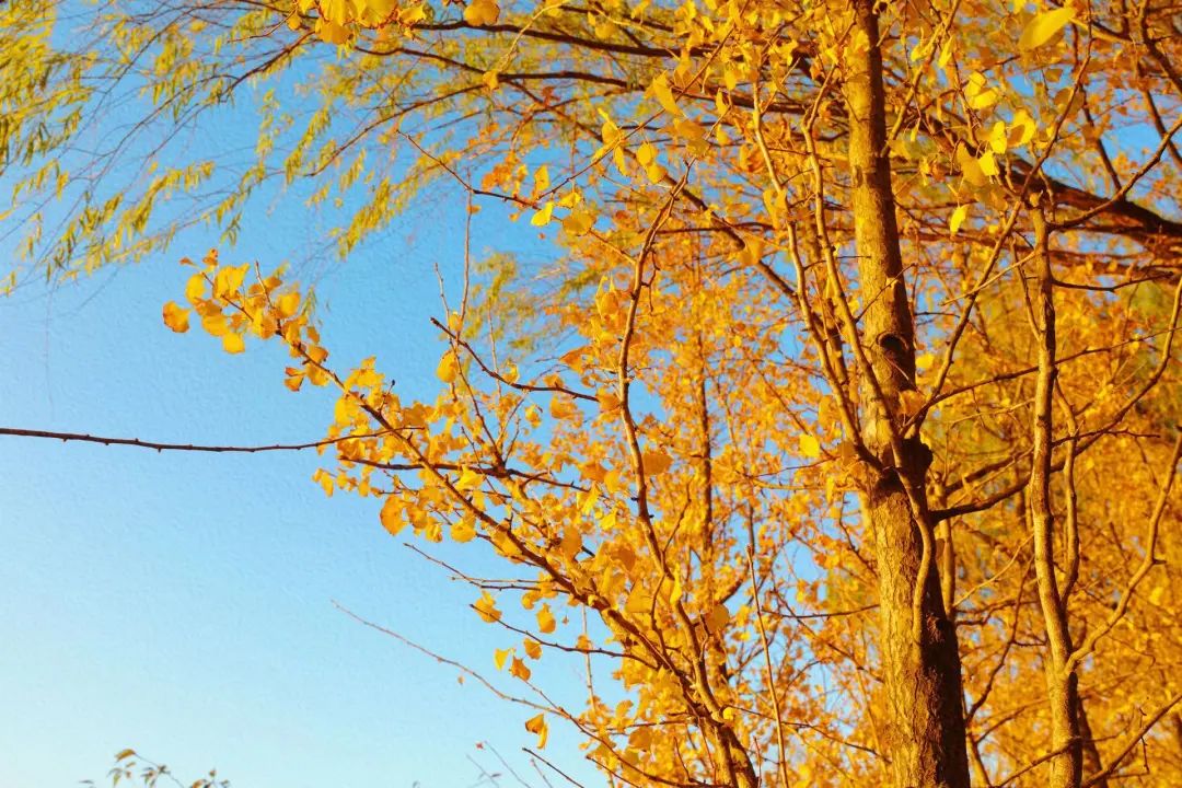 南昌的秋天文案,南昌的秋天闪闪发光