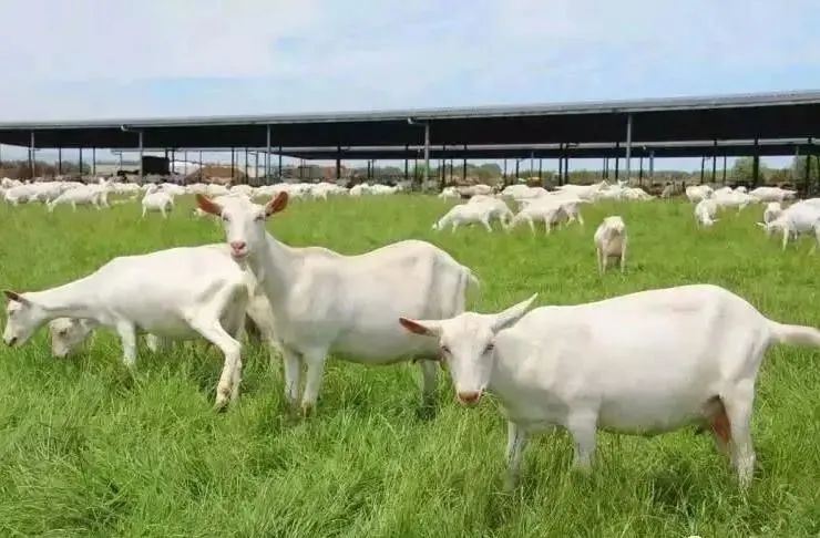 纯羊奶和牛奶哪个补钙效果最好,老年人补钙喝牛奶好还是喝羊奶好