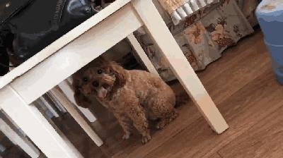 养狗后你可能会发现这些神奇现象,养狗后我发现了这15个神奇现象