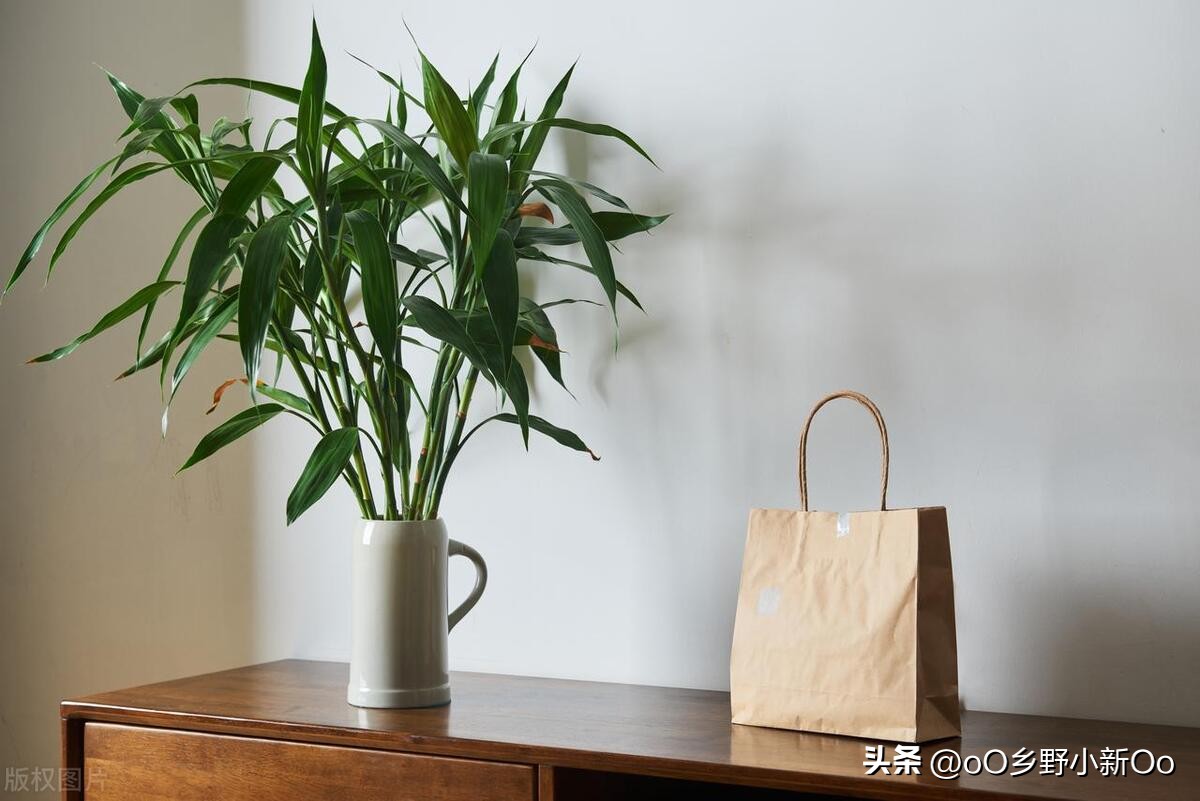 轻松解决富贵竹水发臭叶子发黄问题,让你的家居绿植更健康!