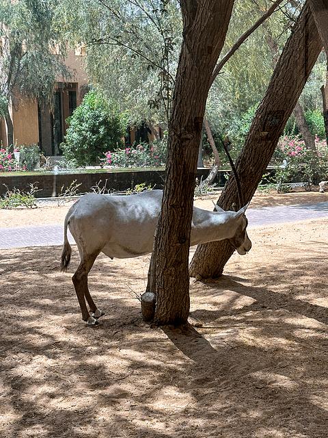 哈伊马角利兹卡尔顿,哈伊马角沙漠丽思卡尔顿酒店