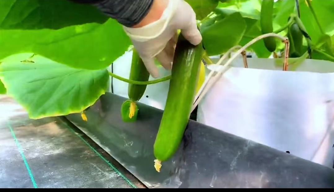 日本乡村两夫妻种菜,日本夫妇用木屑种黄瓜