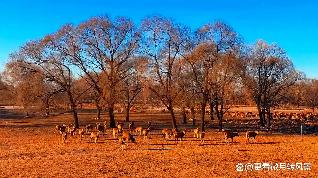 烟霭渡南苑，仅存在六年，昙花一现的北京市南苑区